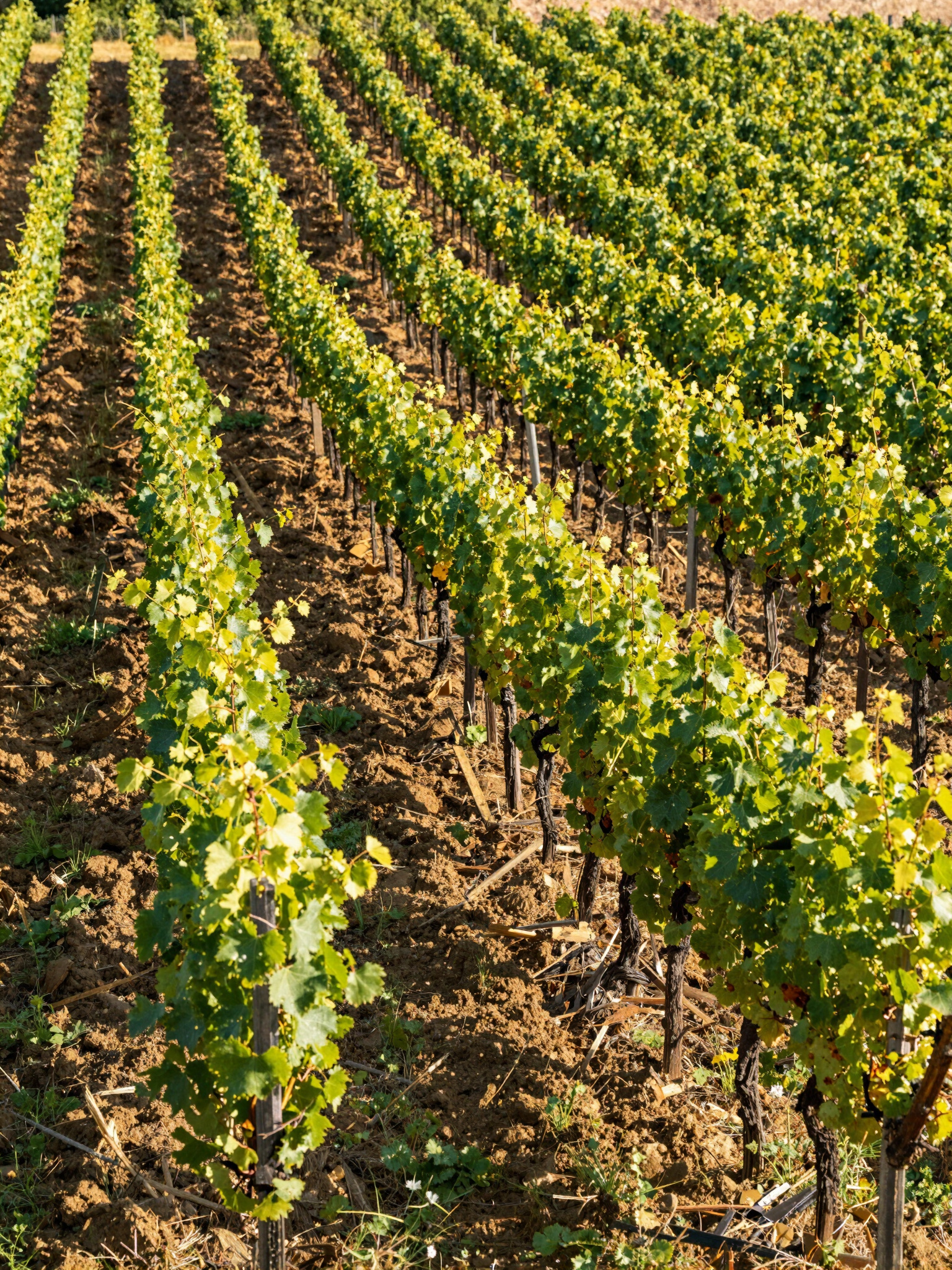 Goldene Weinberge